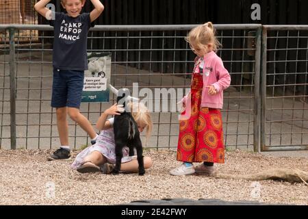 Aalborg, Dänemark - 25 Jul 2020: Viele Menschen im Aalborg Zoo an einem schönen Sommertag spielen Kinder mit Ziegen Stockfoto