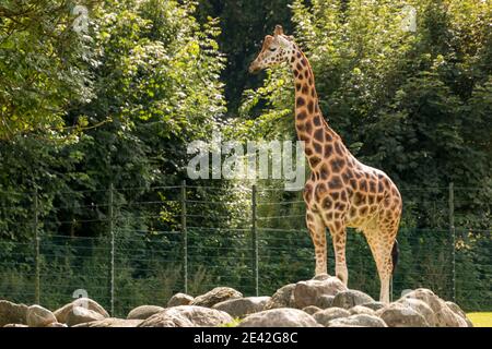 Aalborg, Dänemark - 25 Jul 2020: Giraffe auf einem Grasfeld Stockfoto