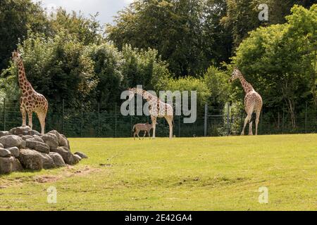 Aalborg, Dänemark - 25 Jul 2020: Giraffen auf einem Grasfeld Stockfoto