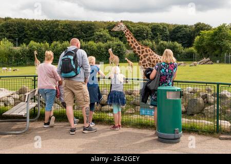 Aalborg, Dänemark - 25 Jul 2020: Menschen, die Giraffen auf einem Grasfeld betrachten Stockfoto