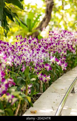 Lila Blumen blühen im Schatten der grünen Dschungel an sonnigen Tagen. Bild mit geringer Schärfentiefe Stockfoto