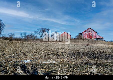 Rote Scheune und Silo umgeben von Kornfeld in Troy, Ohio. Stockfoto
