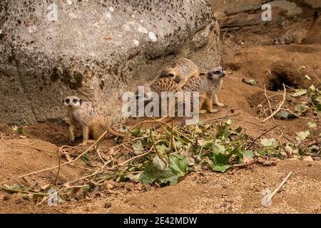 Lustiges Bild aus afrikanischer Natur. Süße Erdmännchen, Suricata suricatta, sitzen in der Sandwüste. Große Familie von kleinen niedlichen Säugetieren. Stockfoto