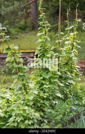 Kidney Bohnen Saatbett wächst auf der Farm. Pflaster von grünen Pflanzen der Nierebohne (Phaseolus vulgaris) in hausgemachtem Garten. Biologischer Anbau, gesunde Ernährung, Bio Stockfoto