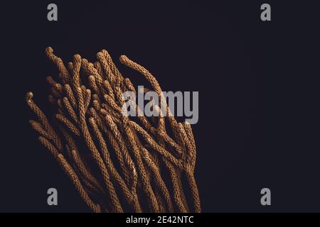 Blumenhintergrund. Trockene braune Pflanze auf schwarzem Hintergrund Stockfoto