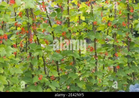 Rote und weiße Blüten der Nierebohne (Phaseolus coccineus) blühen auf grünen Pflanzen im hausgemachten Garten. Bio-Anbau, gesunde Ernährung, Bio-Viands, Bac Stockfoto