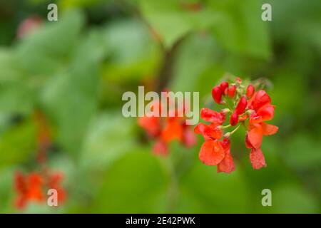 Detail der roten Blüten der Nierebohne (Phaseolus coccineus), die auf grünen Pflanzen im hausgemachten Garten blühen. Nahaufnahme des Makros. Ökologischer Landbau, gesunde Ernährung, Stockfoto