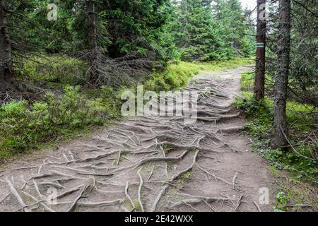 Bergpfad, gruseliger, dunkler und schmaler Weg durch üppige Nadelwälder mit dichtem Wurzelnetz auf dem Boden, Tatra, Polen. Stockfoto