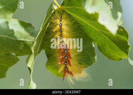 Die Platane (Acronicta aceris) ist eine Motte aus der Familie Noctuidae, wunderschönes Foto Stockfoto