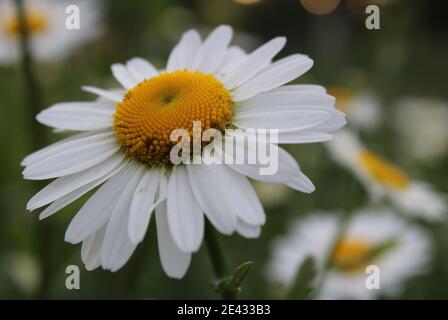 Blumen auf der Postkarte Daisy Garten Apotheke ist große Plano mit Blütenblättern und helle Mitte mit einer Kopie des Raumes. Stockfoto