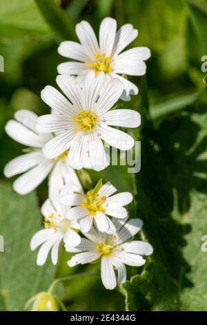 Nahaufnahme von blühenden Blüten mit sternaria holostea Stockfoto