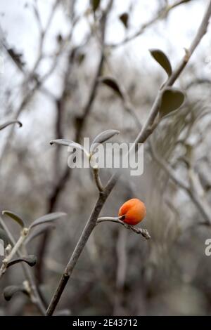 Corokia cotoneaster Drahtgeflecht-Busch – kleine silbrig-graue Stängel und Blätter mit Orangenbeere Januar, England, Großbritannien Stockfoto