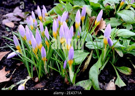 Crocus sieberi subsp. atticus ‘Firefly’ Schneebrokus Firefly – Gruppe von aufkeimenden Flieder- und gelben Blüten Januar, England, Großbritannien Stockfoto