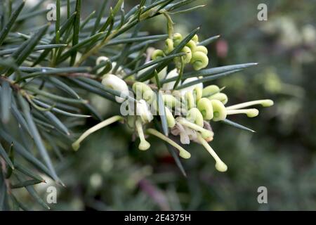 Grevillea ‘White Knight’ Spider Flower White Knight – gewickelte weiße und hellgrüne Blüten, Januar, England, Großbritannien Stockfoto