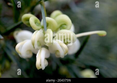 Grevillea ‘White Knight’ Spider Flower White Knight – gewickelte weiße und hellgrüne Blüten, Januar, England, Großbritannien Stockfoto