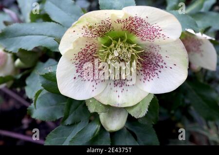 Hellebore x Hybridus Weiße einzelne Hellebore mit violetten Sommersprossen und abgerundeten Blütenblättern, Januar, England, UK Stockfoto