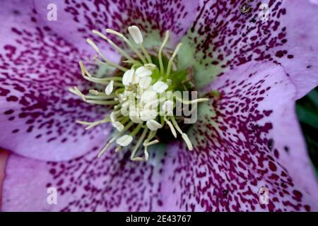 Hellebore x Hybridus Lilac-Hellebore mit violetten Sommersprossen, Makroansicht Januar, England, Großbritannien Stockfoto