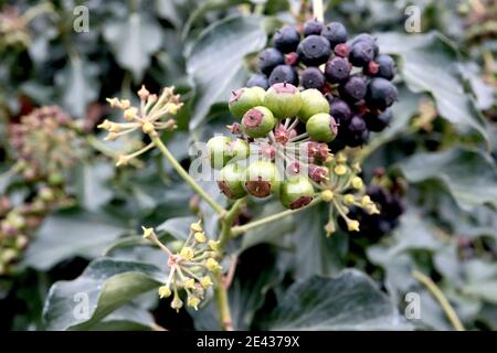 Hedera Helix Berries Efeubeeren – grüne und schwarze Beeren, Januar, England, Großbritannien Stockfoto