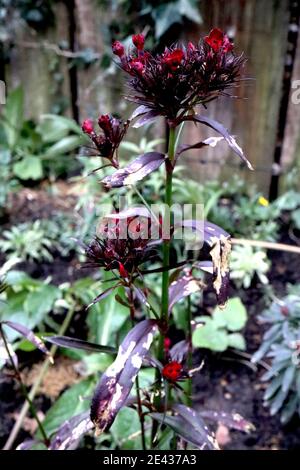 Dianthus barbatus nigrescens ‘Sooty’ Sweet William Sooty – blutrote Blüten mit dunkelgrünen, schwarzen, lanzenförmigen Blättern January, England, UK Stockfoto