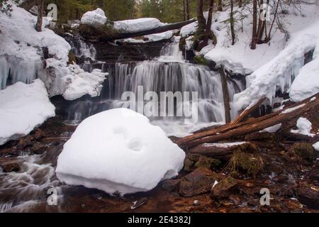 Wagner fällt in einer winterlichen Szene, aber tatsächlich im Frühjahr aufgenommen. Stockfoto