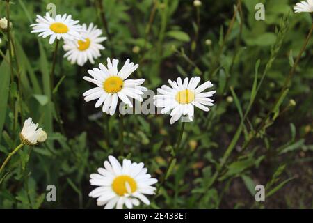 Blumen auf der Postkarte Daisy Garten Apotheke ist große Plano mit Blütenblättern und helle Mitte mit einer Kopie des Raumes. Stockfoto