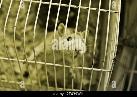 Eine weiße Hausratte in einem Käfig. Ein inländisches Nagetier. Stockfoto