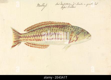 Luigi Balugani, 1737â € "1770, Italienisch, Mullup, undated. Aquarell und Graphit auf Medium, leicht strukturiert, cremefarbenes Papier. Farben, Fisch, Zähne Stockfoto