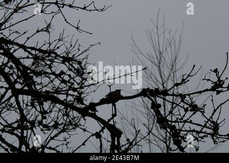 Einzelkehlchen, der in einem Baum singt Stockfoto