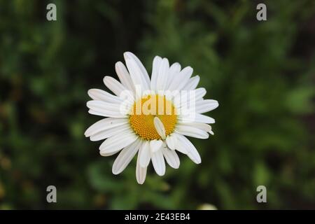 Blumen auf der Postkarte Daisy Garten Apotheke ist große Plano mit Blütenblättern und helle Mitte mit einer Kopie des Raumes. Stockfoto