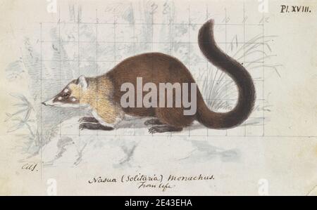Charles Hamilton Smith, 1776â € "1859, Belgisch, Nasua (Solitaria) Monachus, aus dem Leben, ca. 1837. Aquarell, mit Feder und brauner Tinte und Graphit auf Medium, leicht strukturiert, creme, gewebt Papier. Tierkunst Stockfoto