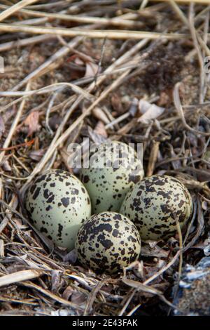 Vier Semipalmated Plover (Charadrius semipalmatus) Eier in ein Nest von Zweigen in der Nähe von Arviat, Nunavut, Kanada umgeben Stockfoto
