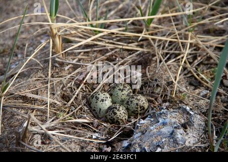 Vier Semipalmated Plover (Charadrius semipalmatus) Eier in ein Nest von Zweigen in der Nähe von Arviat, Nunavut, Kanada umgeben Stockfoto