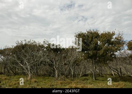 Landschaft des toten Feldes in Hokkaido Stockfoto