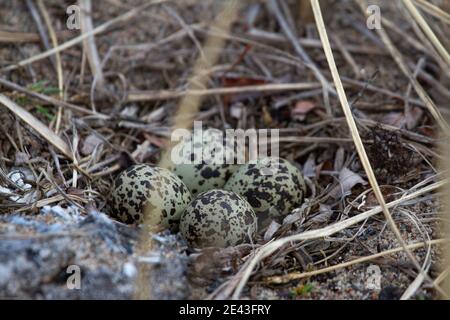 Vier Semipalmated Plover (Charadrius semipalmatus) Eier in ein Nest von Zweigen in der Nähe von Arviat, Nunavut, Kanada umgeben Stockfoto