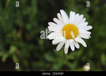 Blumen auf der Postkarte Daisy Garten Apotheke ist große Plano mit Blütenblättern und helle Mitte mit einer Kopie des Raumes. Stockfoto
