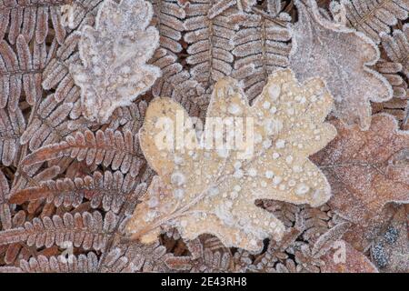 Frosty English Oak Leaf (Quercus robur) zeigt Eiskristalle im Detail. Die Kulisse ist bracken (Pteridium aquilinum). Stockfoto