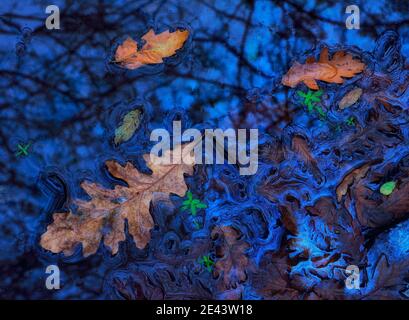 Nahaufnahme von herbstlichen Blättern und Wasserpflanzen über dem Sumpf, wo sich Biofilm vermehrt Stockfoto