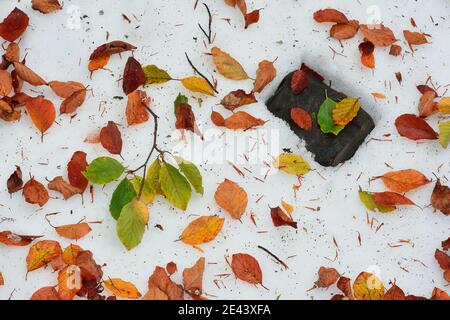 Draufsicht auf bunt gefallene Blätter, die auf verschneiten Boden verstreut sind In der Natur im Winter Stockfoto