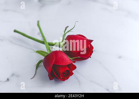 Von oben die Komposition der blühenden frischen roten Rosenblüten angeordnet Auf weißem Marmortisch Stockfoto