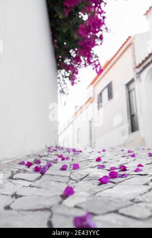 Erdgeschoss der gepflasterten engen Straße in gemütlichen Stadtteil Mit gefallenen Blütenblättern von aromatischen lila großen Bougainvillea Blüten wachsen An der weißen Wand des t Stockfoto