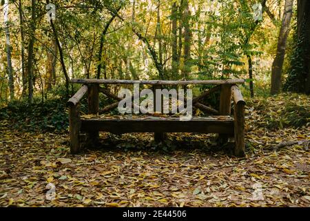 Leere Holzbank mit abgefallenen Blättern in der Nähe von Bäumen bedeckt Im Wald im Herbst Stockfoto