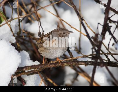 Dunnock (Prunella modularis) saß auf einem Bramble mit verschneiten Hintergrund. Stockfoto