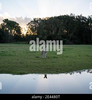Niedliches Känguru steht auf einer Wiese in der Nähe eines ruhigen Sees wolkiger Sonnenuntergang im australischen Nationalpark Stockfoto