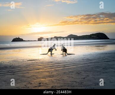 Seitenansicht von Kängurus, die bei Nässe miteinander kämpfen Strand in der Nähe des Ozeans vor dem Hintergrund des Sonnenhimmels in Australien Stockfoto