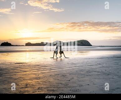 Seitenansicht von Kängurus, die bei Nässe miteinander kämpfen Strand in der Nähe des Ozeans vor dem Hintergrund des Sonnenhimmels in Australien Stockfoto