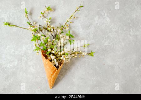 Zweige blühender Kirsche in einem Waffelkegel auf grauem Hintergrund. Ansicht von oben, Platz kopieren. Konzeptfeder Stockfoto