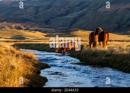 Islandpferde pasten in der Nähe des Flusses auf der Wiese im Hochland Sonnenuntergang in Island Stockfoto