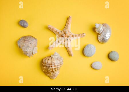Muscheln, Seesterne und Kieselsteine auf gelbem Hintergrund. Die Schönheit der Unterwasserwelt Stockfoto