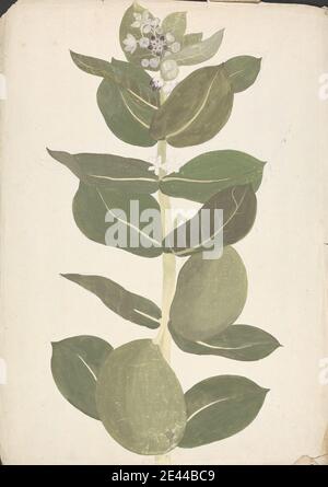 James Bruce, 1730â € "1794, britische, Calotropis procera (Ait.) AIT. f. (Apfel von Sodom, Aurikulärbaum): Fertige Zeichnung der blühenden und fruchtigen Pflanze, ca. 1769. Aquarell, Gouache und Graphit auf mittelschwerem, leicht strukturiertem, cremefarbenen Papier. Stockfoto