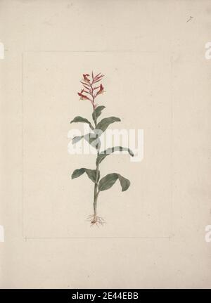 Luigi Balugani, 1737â € "1770, Italienisch, Canna bidentata Bertol. (Canna Lily; Indian Shot Plant): Fertige Zeichnung, undatiert. Aquarell und Gouache über Graphit auf mittelschwerem, leicht strukturiertem, cremefarbenen Papier. Stockfoto